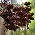 Picea rubens fruit picture by Vicki Brown (cc-by-sa)