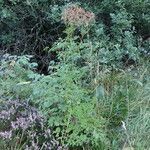 Thalictrum aquilegiifolium habit picture by Sylvain Piry (cc-by-sa)