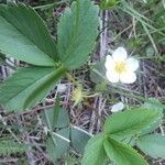 Fragaria virginiana flower picture by Torie Smith (cc-by-sa)