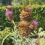 Cynara cardunculus fruit picture by valentine fanchin (cc-by-sa)