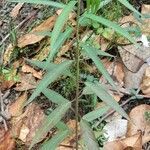 Asclepias nivea habit picture by Trap Hers (cc-by-sa)