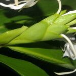 Hedychium coronarium leaf picture by Nelson Zamora Villalobos (cc-by-nc)