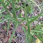 Asclepias asperula leaf picture by heyrenee (cc-by-sa)