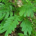 Albizia julibrissin habit picture by jimseng jimseng (cc-by-sa)