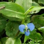 Commelina caroliniana flower picture by Doc Lingo (cc-by-sa)
