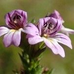 Euphrasia stricta flower picture by Yoan MARTIN (cc-by-sa)