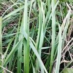 Carex flacca leaf picture by PS 114 (cc-by-sa)