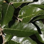 Couepia polyandra leaf picture by Nelson Zamora Villalobos (cc-by-nc)