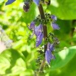 Plectranthus barbatus flower picture by raptor (cc-by-sa)
