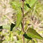 Chromolaena verbenacea leaf picture by Trap Hers (cc-by-sa)
