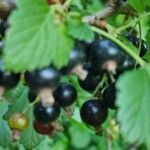 Ribes nigrum fruit picture by Lutz Levente (cc-by-sa)