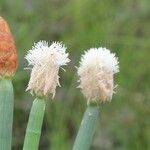 Eleocharis elegans flower picture by Nelson Zamora Villalobos (cc-by-nc)