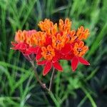 Asclepias lanceolata flower picture by Tom Jones (cc-by-sa)