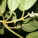 Conostegia micrantha leaf picture by Nelson Zamora Villalobos (cc-by-nc)
