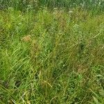 Scirpus cyperinus habit picture by max (cc-by-sa)