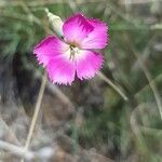 Dianthus sylvestris flower picture by Julie Roth (cc-by-sa)