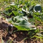 Arisarum simorrhinum habit picture by Jérôme Philippe (cc-by-sa)