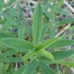 Trifolium rubens habit picture by Yoan MARTIN (cc-by-sa)