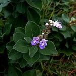 Vitex trifolia flower picture by Blue Bottle (cc-by-sa)
