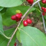 Lindera benzoin fruit picture by Glenn L (cc-by-sa)