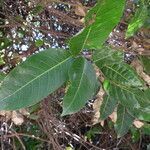 Saba senegalensis leaf picture by Maarten Vanhove (cc-by-sa)