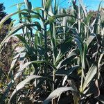 Arundo donax leaf picture by Sergio-OMA (cc-by-sa)