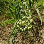 Asclepias asperula flower picture by Sharon Walker (cc-by-sa)