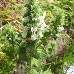 Stachys ocymastrum habit picture by Rui Delgado (cc-by-sa)