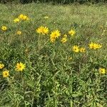Helianthus x laetiflorus habit picture by Bernard Fabier (cc-by-sa)
