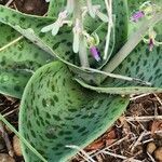 Ledebouria revoluta leaf picture by Susan Brown (cc-by-sa)