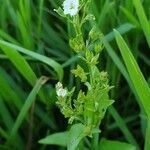 Veronica anagalloides flower picture by joselu_4 (cc-by-sa)