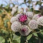 Arctium tomentosum flower picture by Udo Herkommer (cc-by-sa)