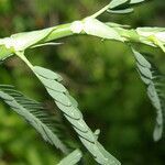 Aeschynomene rudis leaf picture by Nelson Zamora Villalobos (cc-by-nc)