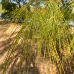 Casuarina equisetifolia leaf picture by laurent00031 (cc-by-sa)