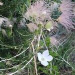 Fallugia paradoxa flower picture by Euphrosyne Beauchamp (cc-by-sa)