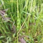 Aegilops cylindrica fruit picture by Lionel Jacquot (cc-by-sa)