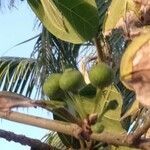 Ficus pedunculosa fruit picture by Noel Dionson (cc-by-sa)