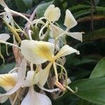 Hedychium flavescens flower picture by Hugo SANTACREU (cc-by-sa)