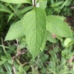 Eutrochium maculatum leaf picture by Alan Falloon (cc-by-sa)