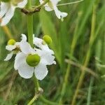 Sagittaria lancifolia flower picture by Jarod Dedeo (cc-by-sa)