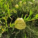 Gomphocarpus physocarpus fruit picture by Linares Raúl (cc-by-sa)