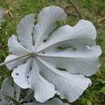 Cecropia peltata leaf picture by Nelson Zamora Villalobos (cc-by-nc)