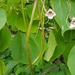 Catalpa bignonioides fruit picture by Eliane Schneider (cc-by-sa)