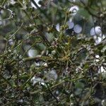 Viscum tuberculatum habit picture by Maarten Vanhove (cc-by-sa)