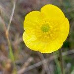 Ranunculus peruvianus flower picture by Fabien Anthelme (cc-by-sa)