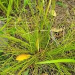 Eleocharis obtusa leaf picture by Matthew Campbell (cc-by-sa)