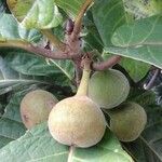 Ficus habrophylla fruit picture by Pierre Bonnet (cc-by-sa)