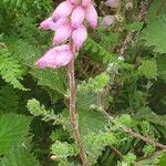 Erica ciliaris leaf picture by joselu_4 (cc-by-sa)