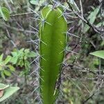 Acanthocereus tetragonus leaf picture by Lemaire Romain (cc-by-sa)