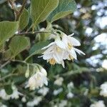 Styrax officinalis flower picture by Franc-Christophe BAURENS (cc-by-sa)